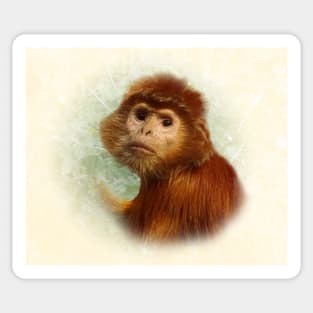 East javan langur Sticker